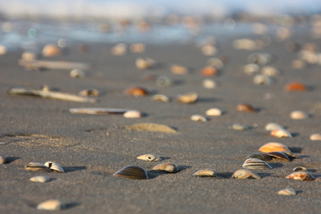 Schelpen op het strand