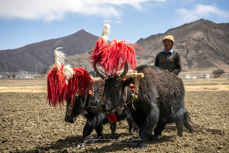 Tibetaanse boer met yak's