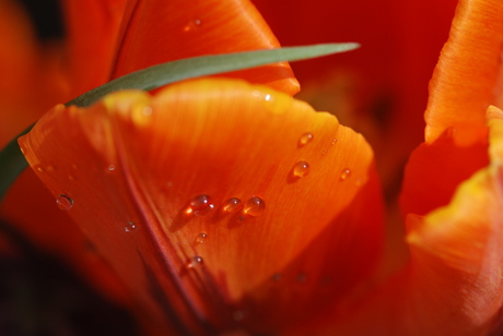 druppel op een tulpenblad