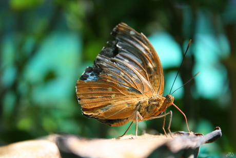 Dead Leaf butterfly