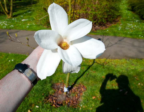 Me, my shadow and a Magnolia