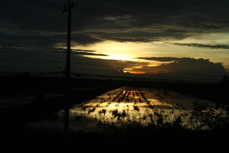 Zonsondergang rijstveld Thailand