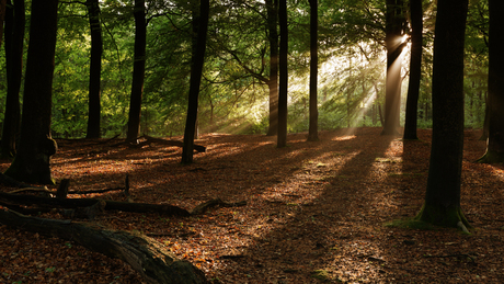 Het bos