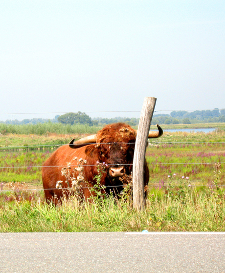 Biesbosch Buffel