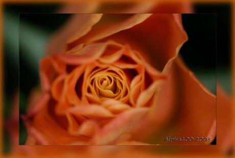 Orange Rose......