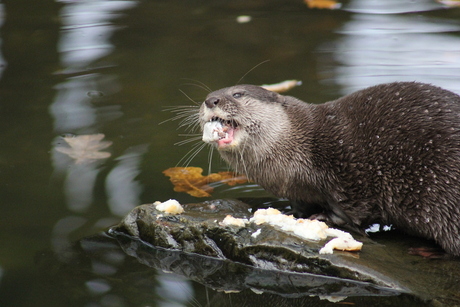 otter