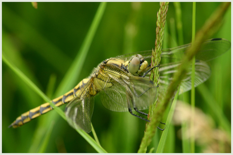 Orthetrum cancellatum, female