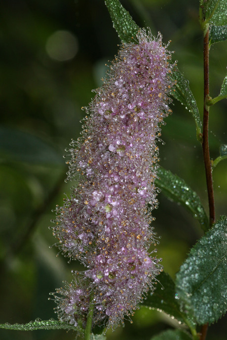 Bloem met druppels