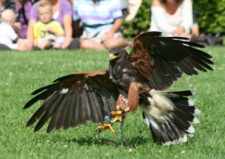 Roofvogel demonstratie