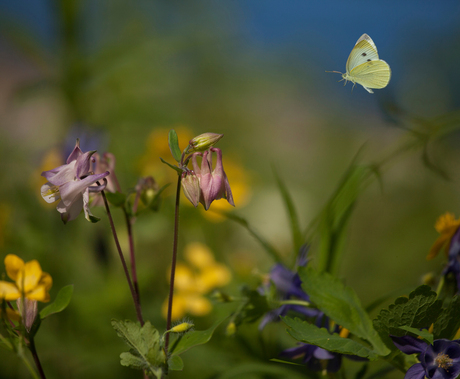 Bij ons in de tuin