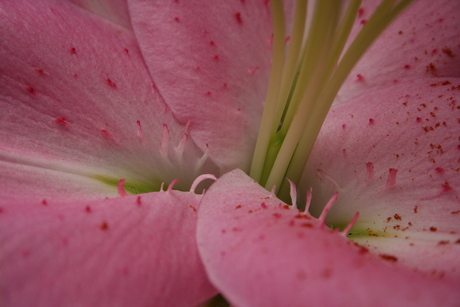 keukenhof