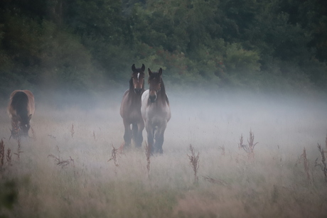 paarden in de ochtend
