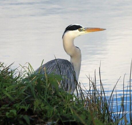 Reiger