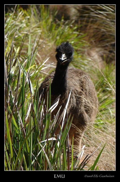 Emu