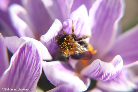 Hommel in krokus