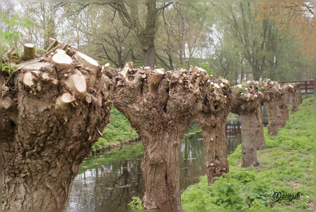 bomen rij