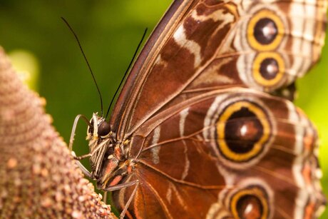 Morpho peleides