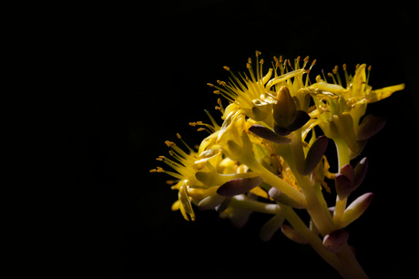 Bloem van de Sedum spathulif