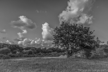 Kennemerduinen