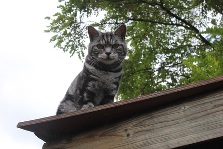 Een kat op een schuur