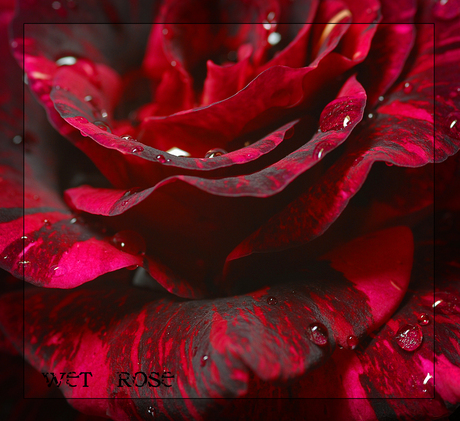 Wet Rose