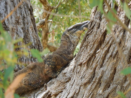 Wild life Down Under