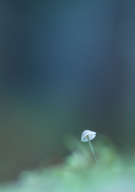 'Little Mycena Spec'