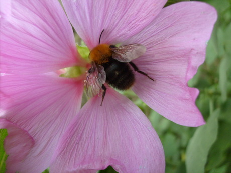 Bijtje in roze bloem