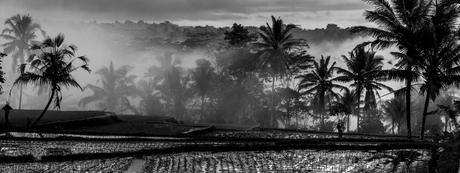 Bali sunrise @ rice fields