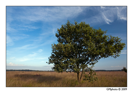 Regte Heide