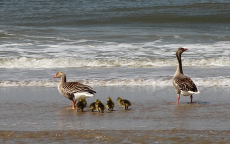 Ganzen in de Noordzee