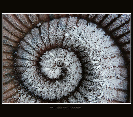 Spiral Ice