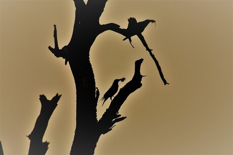 Silhouetjes in een boom.
