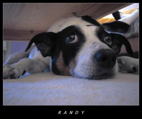 Randy