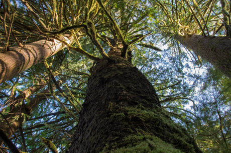 Meares Island