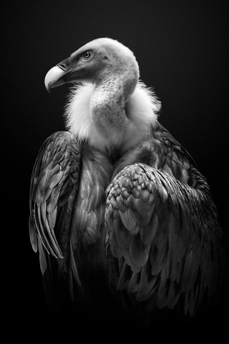 Vulture portrait