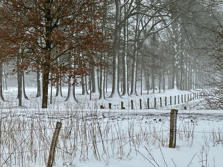Winter in het Mastbos, Breda