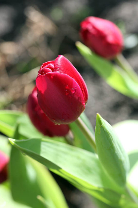 Tulp