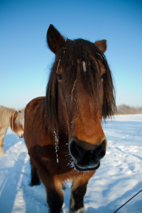 Paard in de sneeuw