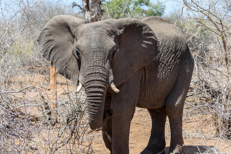 Olifant in Kruger park