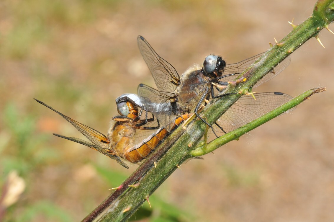 WILD SEX 2 - foto van FotoRuud - Macro - Zoom.nl