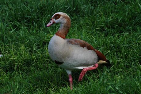 Egyptian Goose in het wild