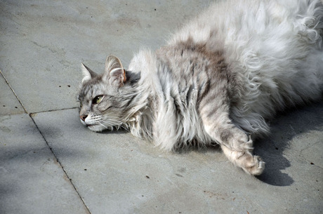 Kat liggend in de zon