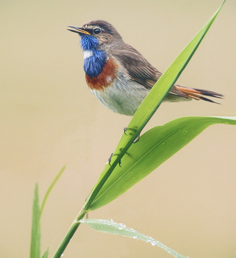 Blauwborst