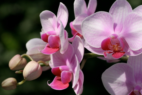 Orchidee