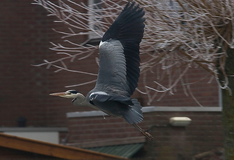 In vogel vlucht