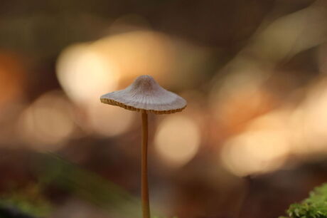 herfstlicht