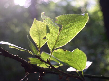 Blad in de zon