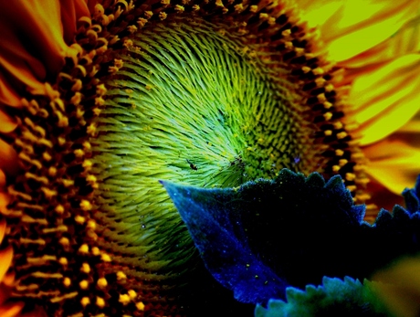 The Great Sun Flower