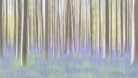 Hallerbos